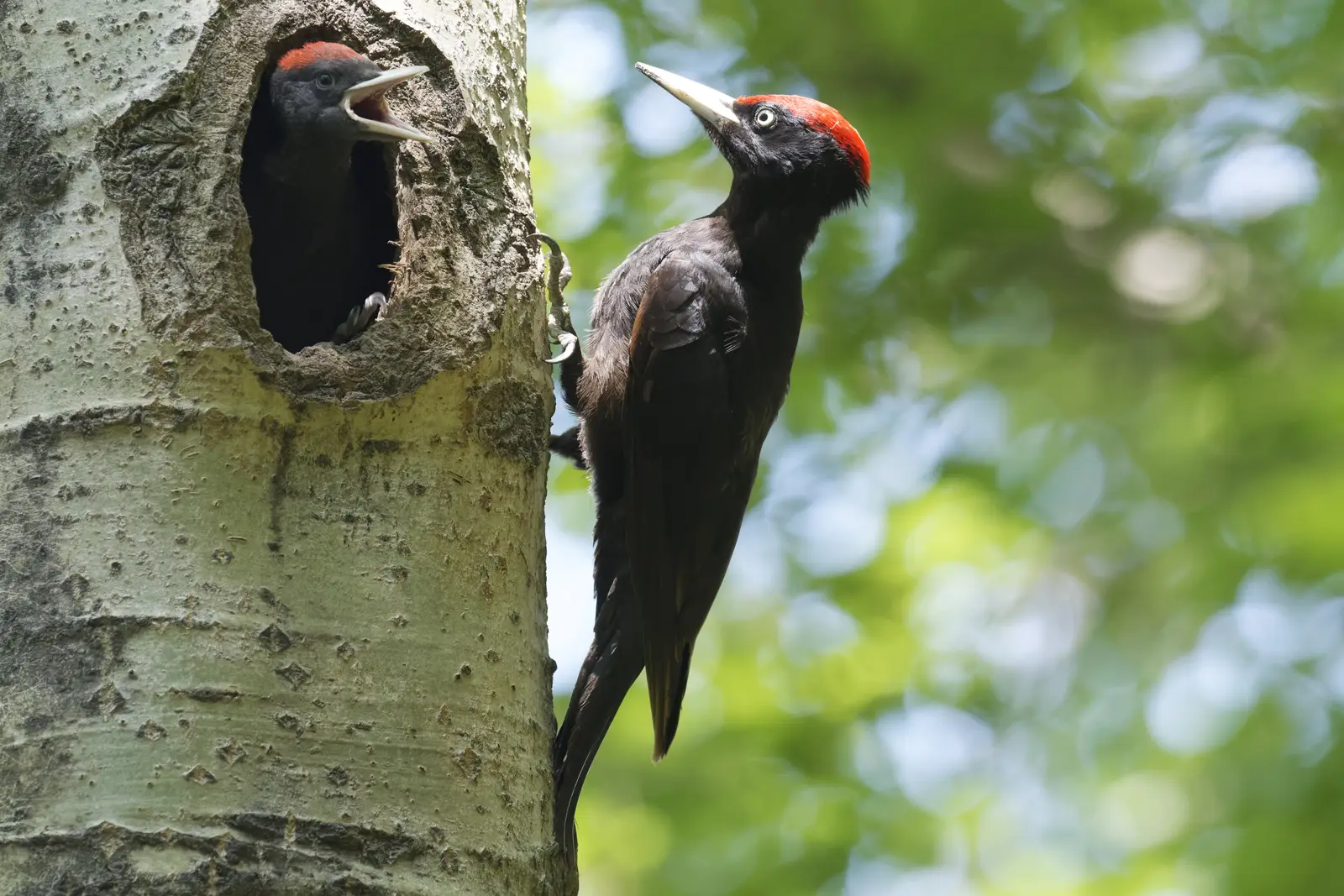Commercial woodpecker control across NJ, NY & CT