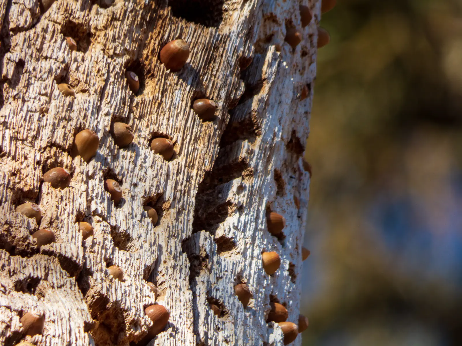Why woodpeckers target a building, and where the damage shows up