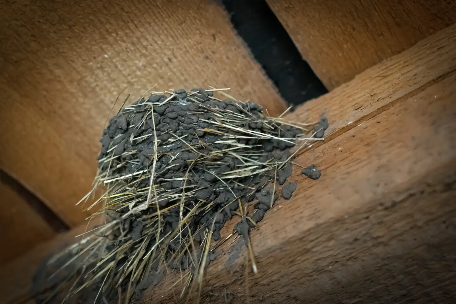 How a woodpecker control job runs