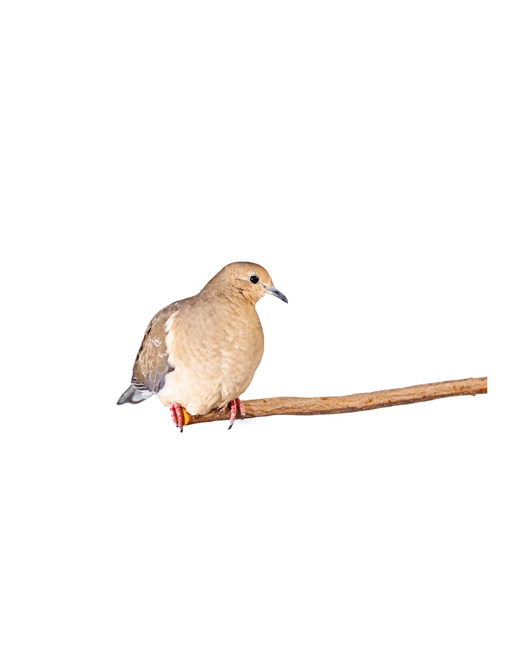 Mourning dove at rest