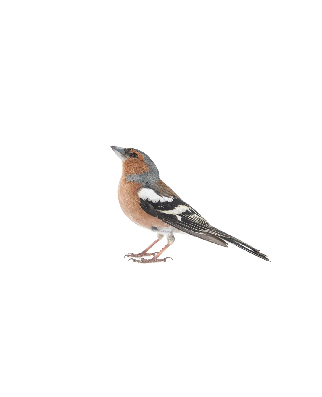 House finch perched outdoors