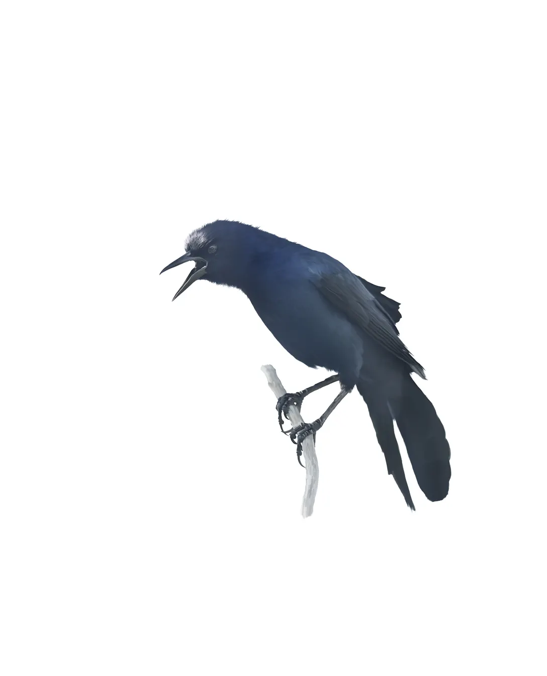 Common grackle with iridescent plumage