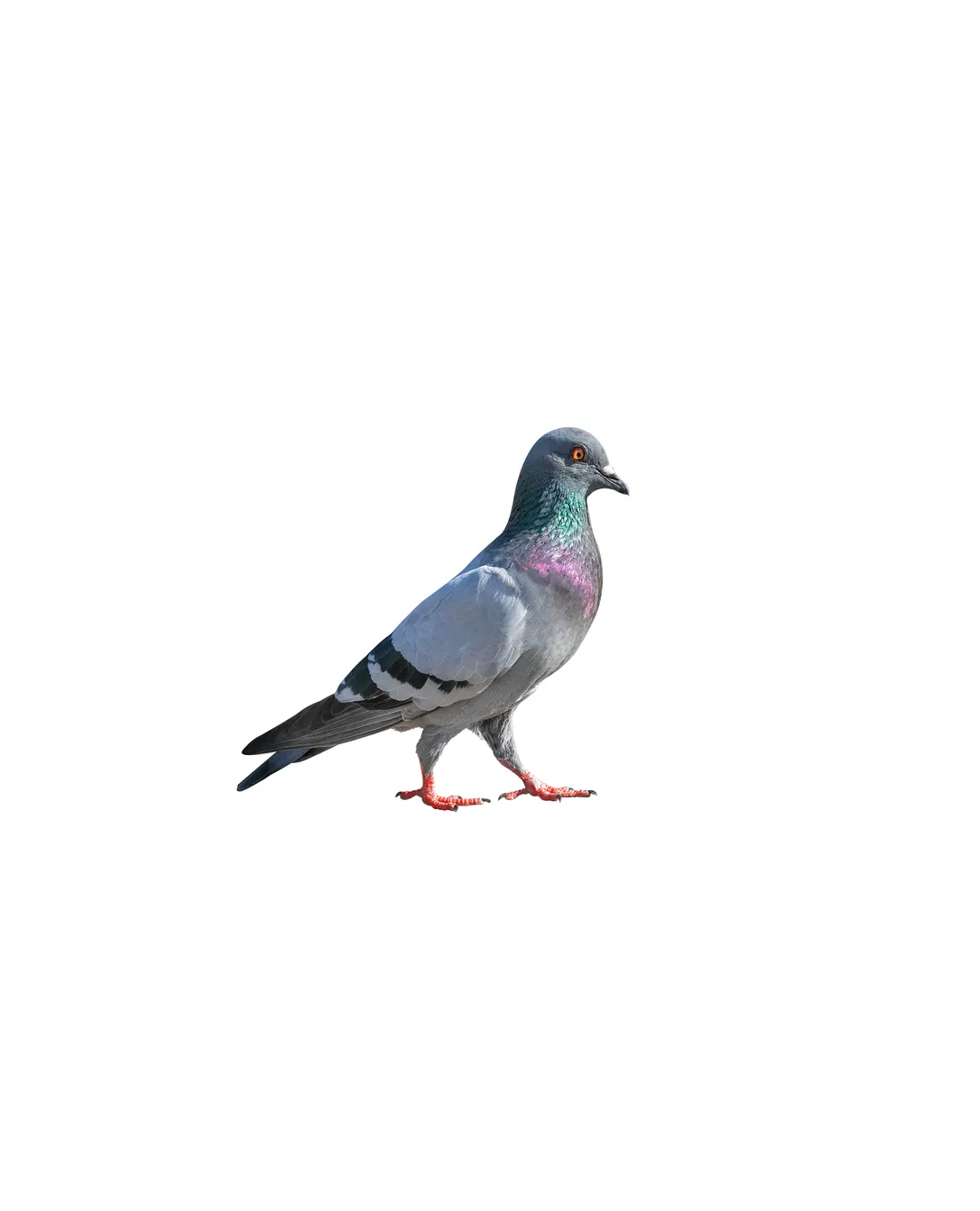 Pigeon perched on a building ledge