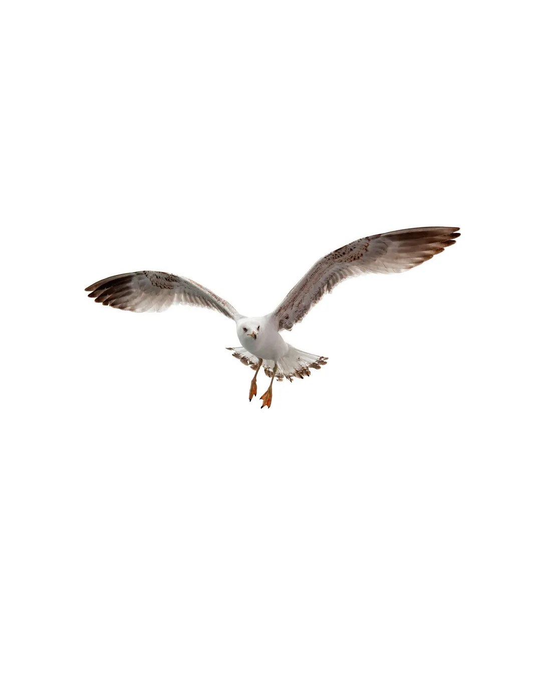 Seagull standing on a waterfront surface