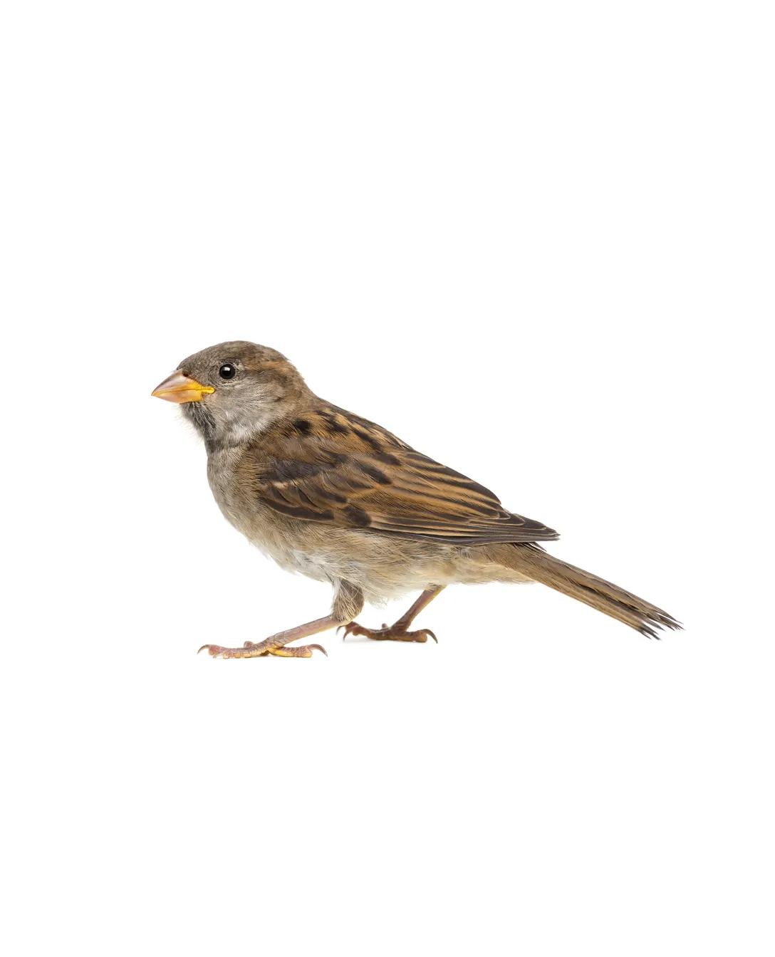 House sparrow perched outdoors