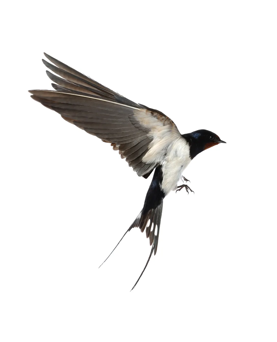 Swallow perched near an exterior structure
