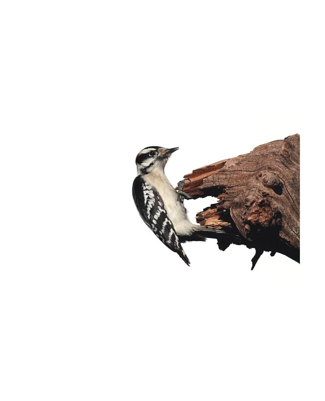Woodpecker clinging to a tree trunk
