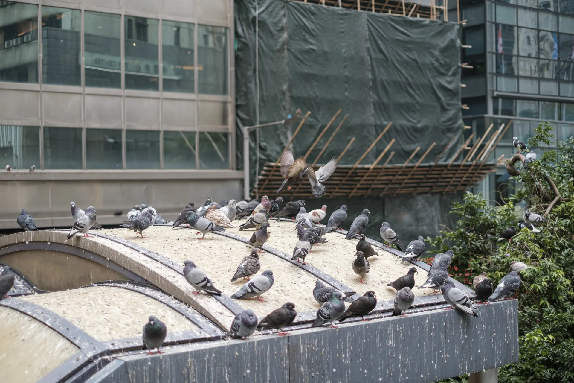 Bird droppings damage showing why bird control matters