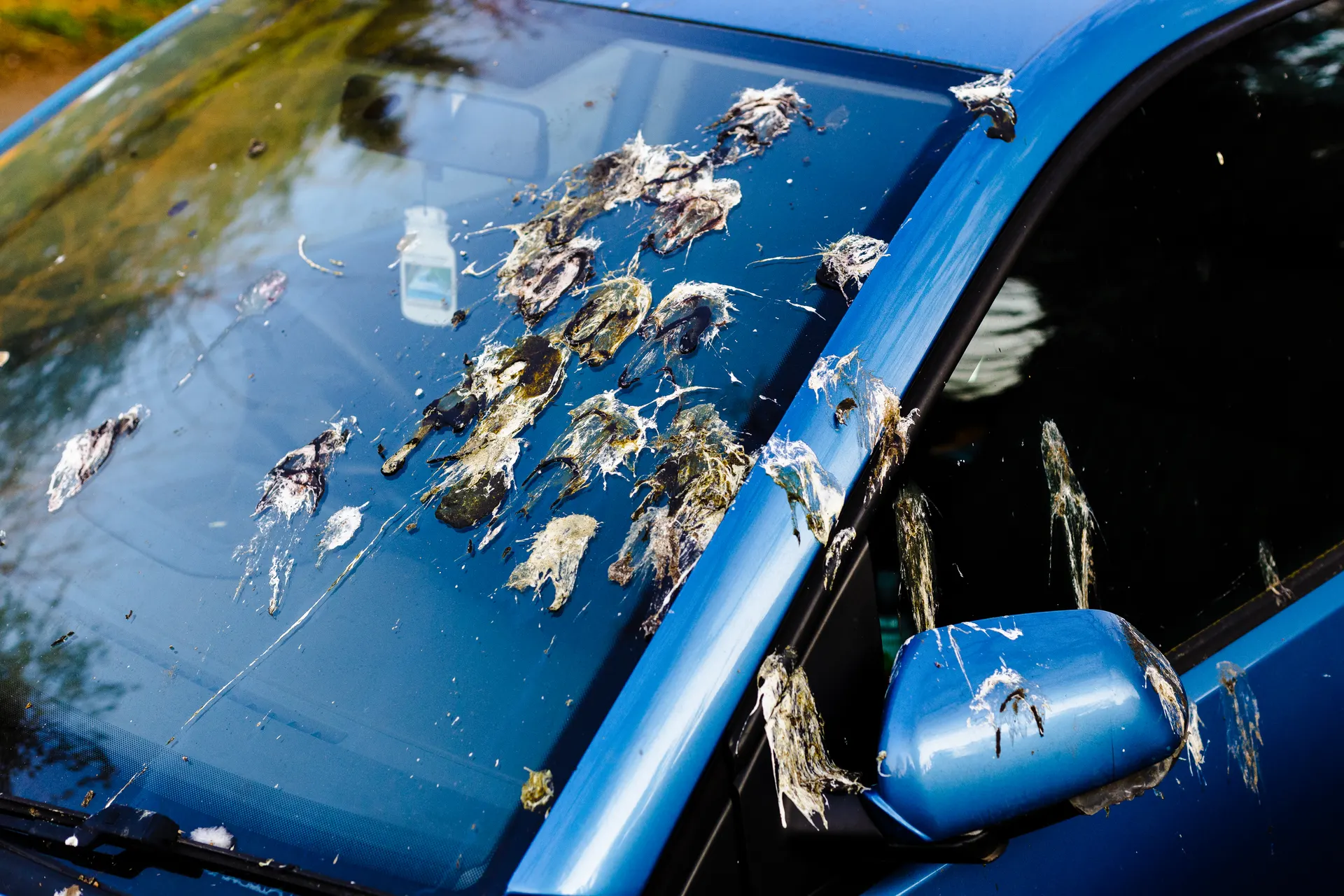 Bird droppings damage showing why bird control matters