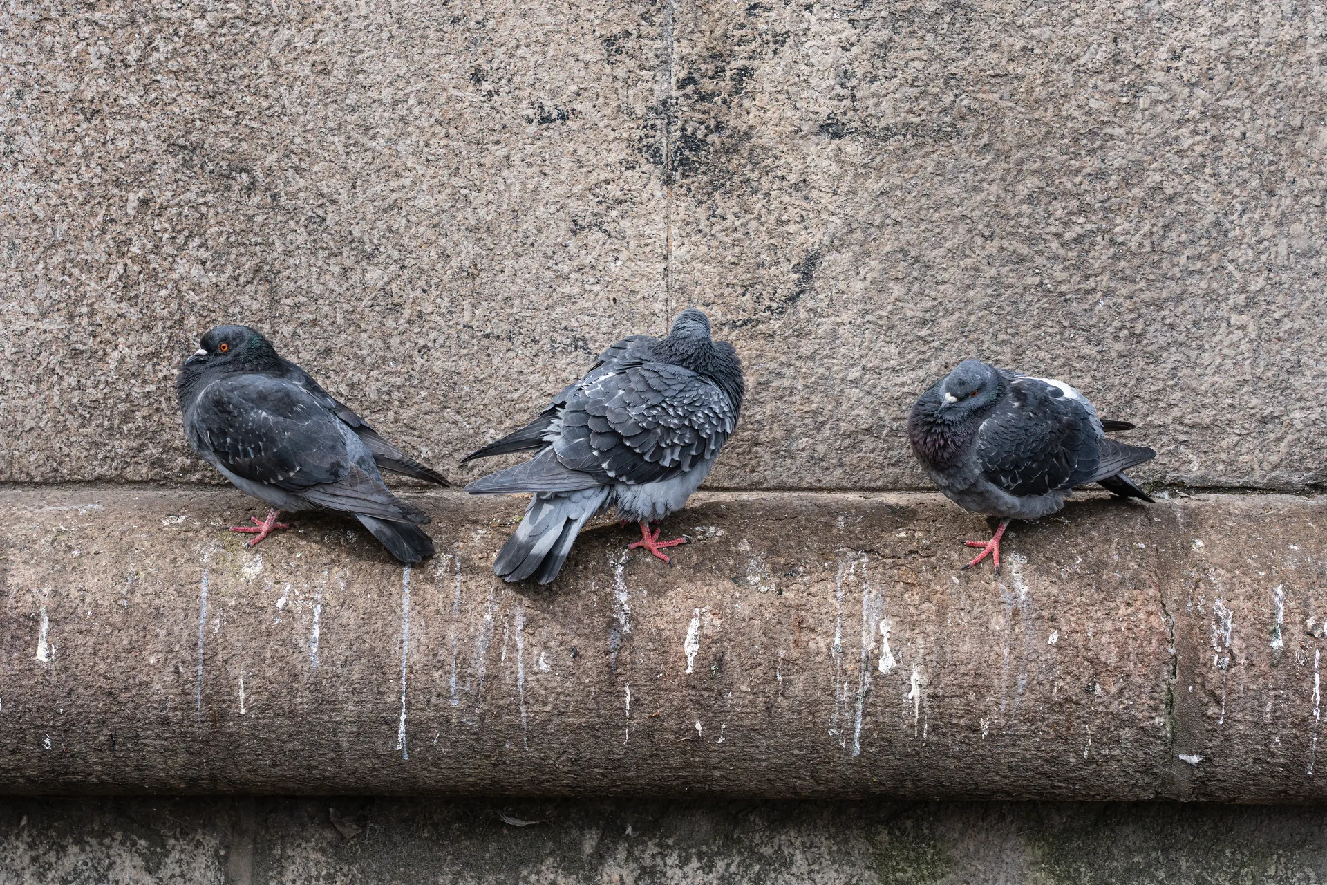 Bird droppings damage showing why bird control matters